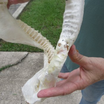 Genuine 13 inch Bull shark jaw (Carcharhinus leucas) for sale - $165