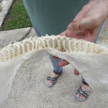 Genuine 13 inch Bull shark jaw (Carcharhinus leucas) for sale - $165
