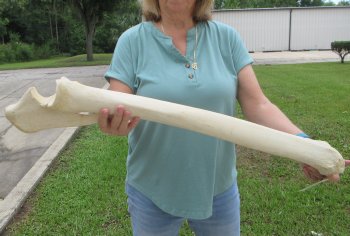 Authentic 32 inch Giraffe Radius Leg bone
