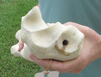 Authentic 32 inch Giraffe Radius Leg bone