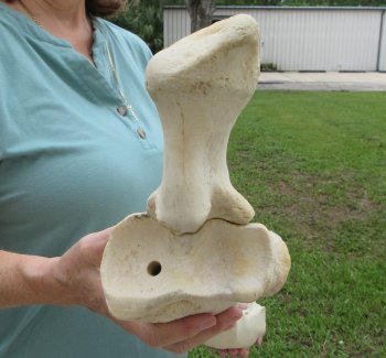 Authentic 32 inch Giraffe Radius Leg bone