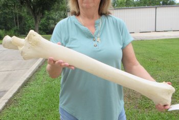 Authentic 32 inch Giraffe Radius Leg bone