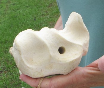 Authentic 32 inch Giraffe Radius Leg bone