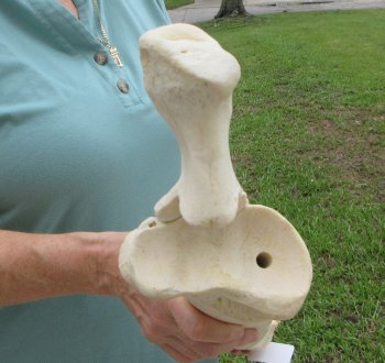 Authentic 32 inch Giraffe Radius Leg bone