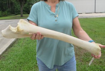 Authentic 29 inch Giraffe Radius Leg bone