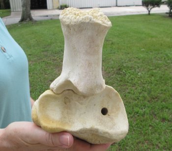 Authentic 29 inch Giraffe Radius Leg bone