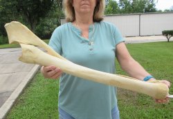 Authentic 31 inch G...