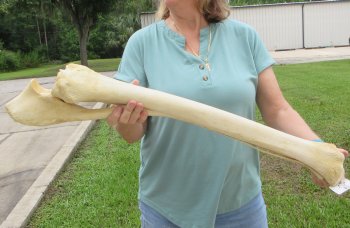 Authentic 31 inch Giraffe Radius Leg bone