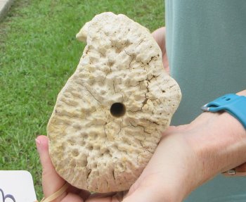 Authentic 31 inch Giraffe Radius Leg bone