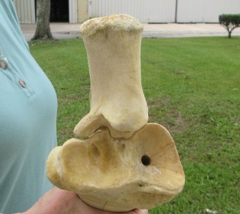 Authentic 31 inch Giraffe Radius Leg bone