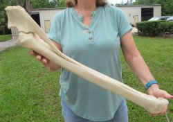 Authentic 32 inch G...