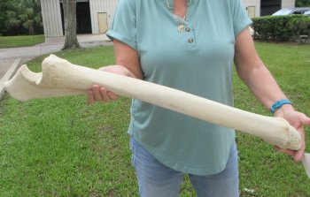 Authentic 32 inch Giraffe Radius Leg bone