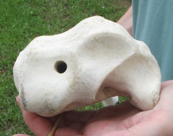 Authentic 32 inch Giraffe Radius Leg bone