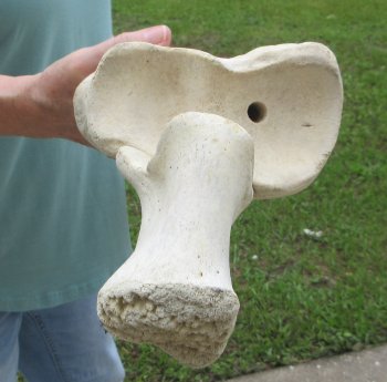 Authentic 32 inch Giraffe Radius Leg bone