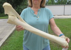 Authentic 31 inch G...