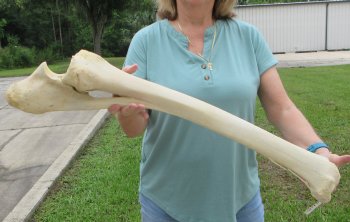 Authentic 31 inch Giraffe Radius Leg bone