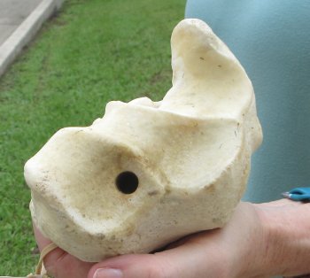 Authentic 31 inch Giraffe Radius Leg bone