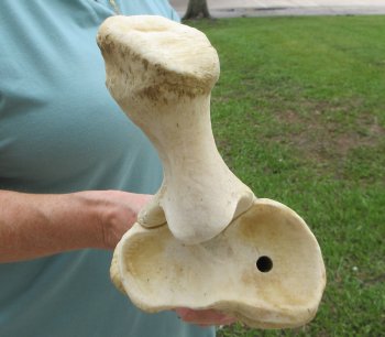 Authentic 31 inch Giraffe Radius Leg bone