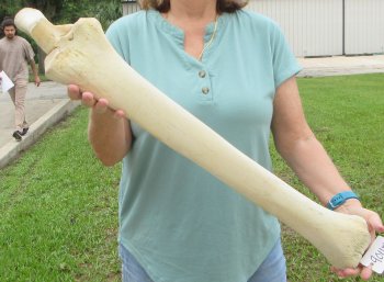 Authentic 31 inch Giraffe Radius Leg bone