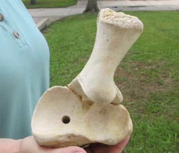 Authentic 31 inch Giraffe Radius Leg bone