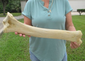 24" Giraffe Tibia Leg Bone - $95