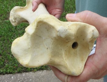 24" Giraffe Tibia Leg Bone - $95