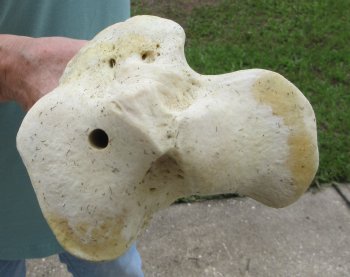 24" Giraffe Tibia Leg Bone - $95