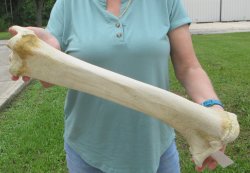 24" Giraffe Ti...
