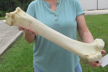 24" Giraffe Tibia Leg Bone - $95