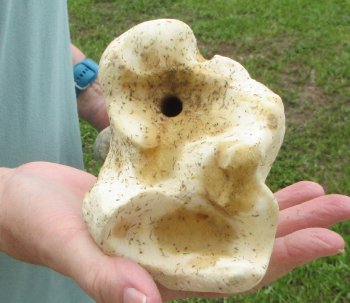 24" Giraffe Tibia Leg Bone - $95