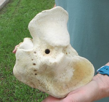 24" Giraffe Tibia Leg Bone - $95