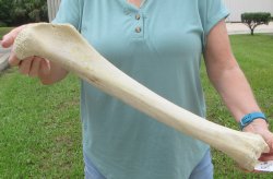 23" Giraffe Tibia Leg Bone - $95