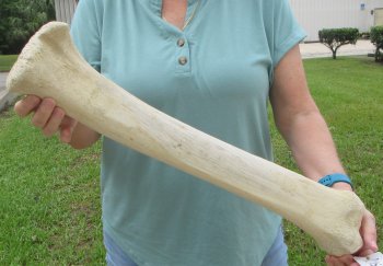 23" Giraffe Tibia Leg Bone - $95