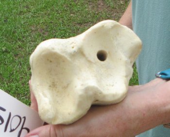 23" Giraffe Tibia Leg Bone - $95