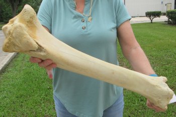 23" Giraffe Tibia Leg Bone - $95