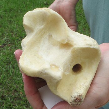 23" Giraffe Tibia Leg Bone - $95