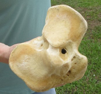 23" Giraffe Tibia Leg Bone - $95