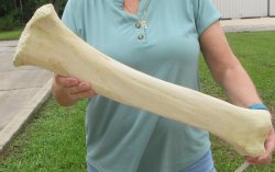 23" Giraffe Ti...