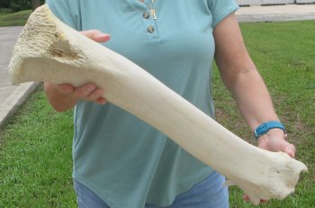 23" Giraffe Tibia Leg Bone - $95