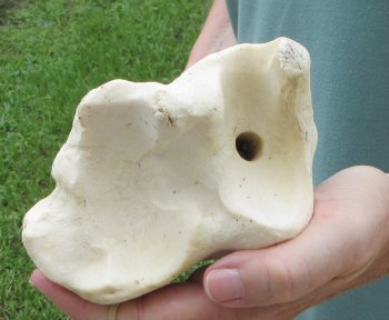 23" Giraffe Tibia Leg Bone - $95