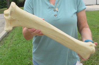 22" Giraffe Tibia Leg Bone - $95
