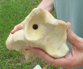 22" Giraffe Tibia Leg Bone - $95