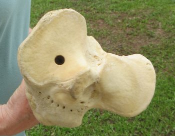 22" Giraffe Tibia Leg Bone - $95