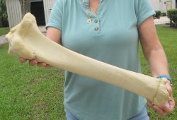 23" Giraffe Ti...