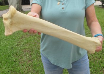 23" Giraffe Tibia Leg Bone - $95