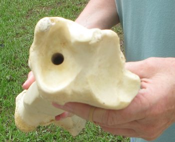 23" Giraffe Tibia Leg Bone - $95