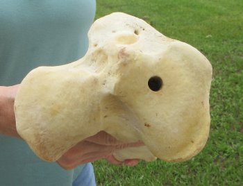 23" Giraffe Tibia Leg Bone - $95