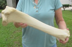 22" Giraffe Ti...