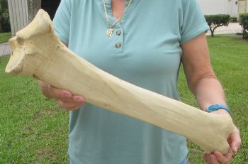22" Giraffe Tibia Leg Bone - $95
