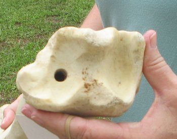 22" Giraffe Tibia Leg Bone - $95